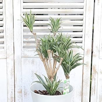 Amazon｜観葉植物 斑入り ドラセナ コンパクタ ホワイト 7号 高さ60cm